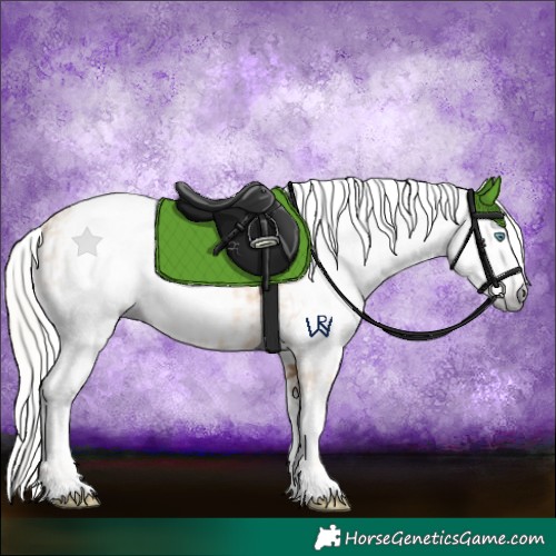 Horse Color:Gray Gold Cream Champagne Appaloosa  and Gray Gold Cream Champagne Splash Appaloosa 