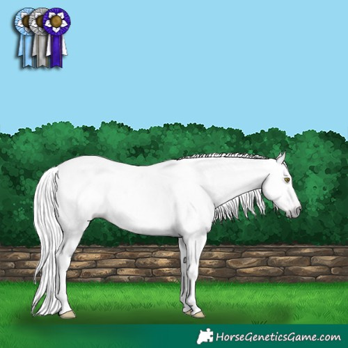 Horse Color:Gray Gold Champagne Near Leopard and Gray Amber Champagne Near Leopard