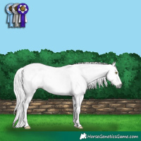 Horse Color:Gray Gold Champagne Appaloosa  and Gray Amber Champagne Appaloosa 