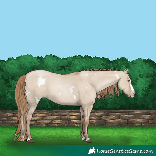 Horse Color:White Spotted Grullo Pearl Splash 