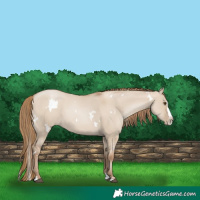 Horse Color:White Spotted Grullo Pearl Splash 