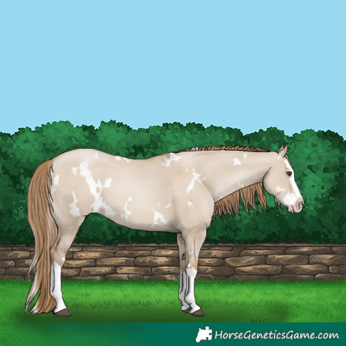 Horse Color:White Spotted Grullo Pearl Splash 