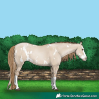 Horse Color:White Spotted Grullo Pearl Splash 