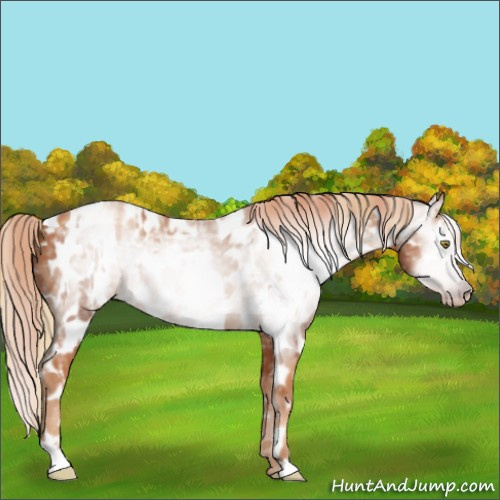 Horse Color:Gray Gold Champagne Appaloosa and Gray Gold Champagne Appaloosa