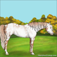 Horse Color:Gray Gold Champagne Appaloosa  and Gray Gold Champagne Appaloosa 