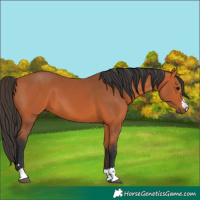 Horse Color:Bay 
