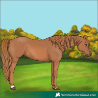Horse Color:Chestnut 