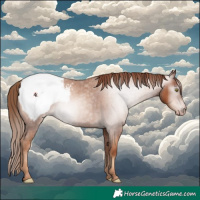 Horse Color:Gray Gold Champagne Roan Appaloosa 