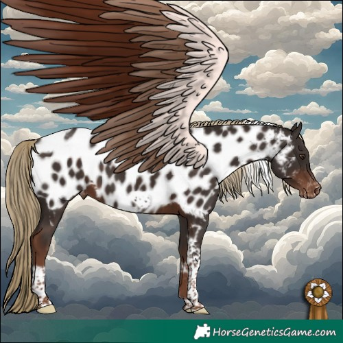 Horse Color:Liver Chestnut Tobiano Frame Appaloosa 