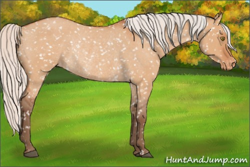 Horse Color:Silver Bay Roan Dun Appaloosa Rabicano 