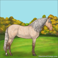 Horse Color:Silver Bay Roan Dun Appaloosa Rabicano 
