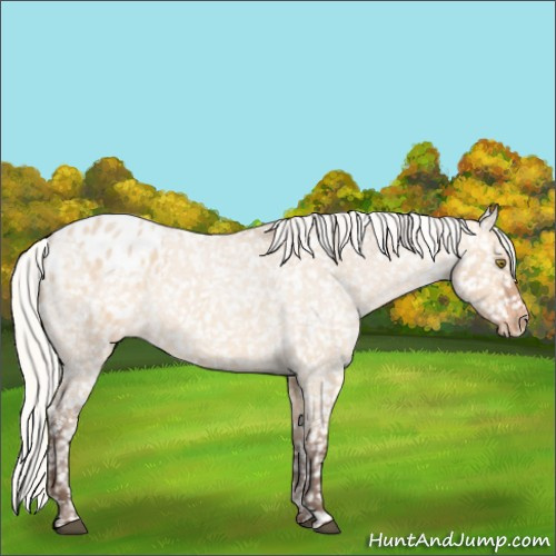 Horse Color:Silver Bay Roan Dun Appaloosa Rabicano