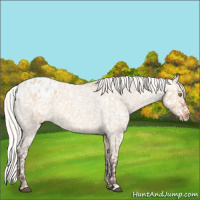 Horse Color:Silver Bay Roan Dun Blanket Rabicano 