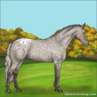 Horse Color:Silver Grullo Roan Appaloosa Rabicano 
