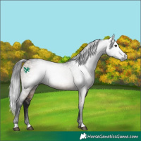 Horse Color:Gray Brown Dun Rabicano 