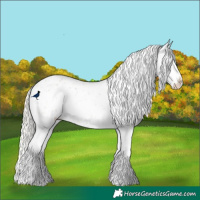 Horse Color:Silver Grullo Roan Appaloosa Rabicano 