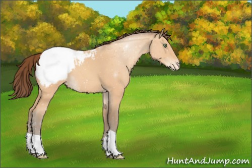 Horse Color:Amber Champagne Appaloosa 
