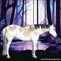 Horse Color:White Spotted Bay Dun Splash