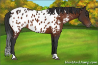 Horse Color:Brown Appaloosa 