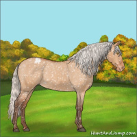 Horse Color:Silver Bay Roan Dun Appaloosa Rabicano 