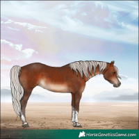 Horse Color:Silver Brown Tobiano 
