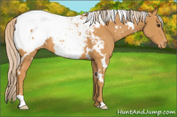 Horse Color:White Spotted Palomino Appaloosa 