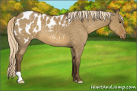 Horse Color:Chocolate Palomino Dun Appaloosa 