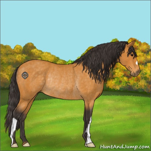 Horse Color:Buckskin Rabicano