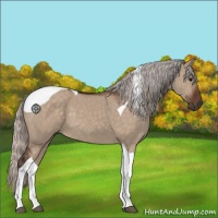 Horse Color:Silver Brown Dun Tobiano 