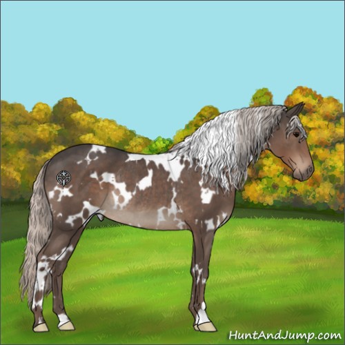 Horse Color:White Spotted Silver Black Rabicano 