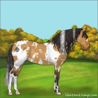 Horse Color:White Spotted Buckskin Dun 