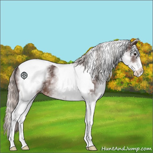 Horse Color:White Spotted Silver Brown Tobiano Rabicano 