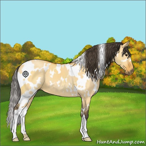 Horse Color:White Spotted Buckskin Dun 