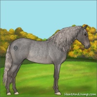 Horse Color:Silver Blue Roan Rabicano 