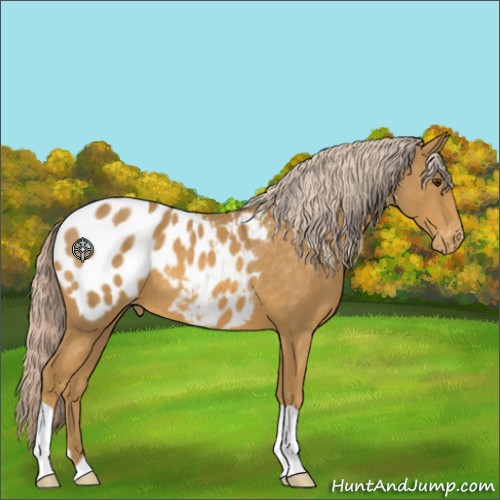 Horse Color:Palomino Appaloosa 