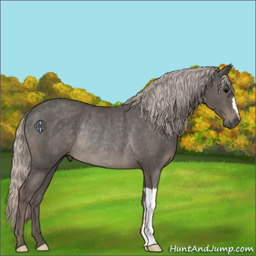 Horse Color:Silver Black Rabicano 