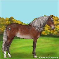 Horse Color:Silver Brown Rabicano 