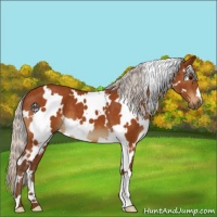 Horse Color:White Spotted Silver Buckskin