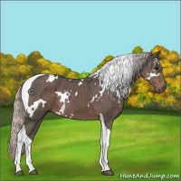 Horse Color:White Spotted Silver Black Tobiano 