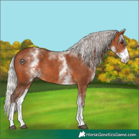 Horse Color:White Spotted Silver Brown Tobiano Rabicano 