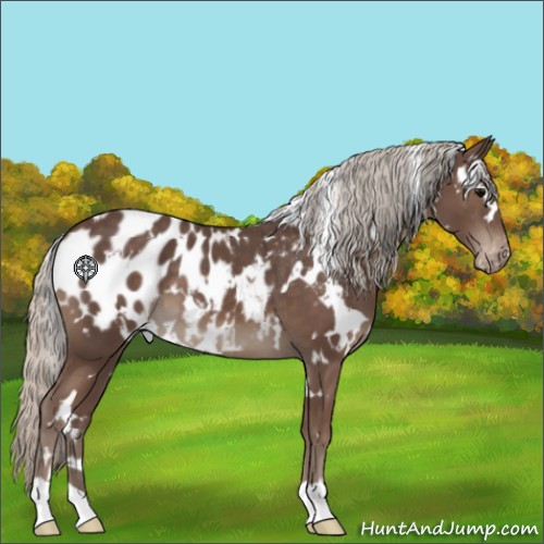 Horse Color:White Spotted Silver Black Appaloosa 