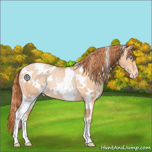 Horse Color:White Spotted Buckskin Pearl Appaloosa Rabicano 