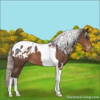 Horse Color:Silver Brown Tobiano Varnish