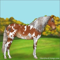 Horse Color:White Spotted Silver Buckskin 
