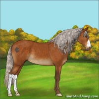 Horse Color:Silver Buckskin 