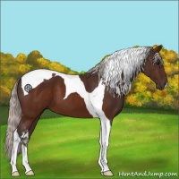 Horse Color:Silver Brown Tobiano 
