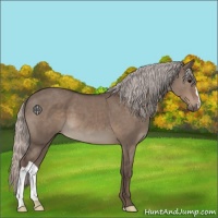 Horse Color:Silver Grullo 