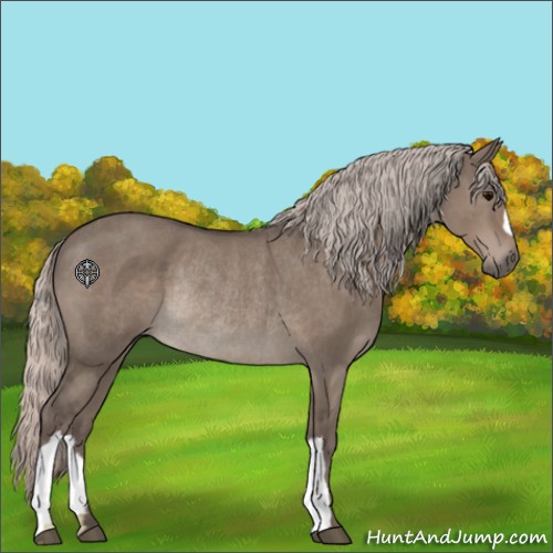 Horse Color:Silver Grullo Rabicano 