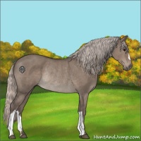 Horse Color:Silver Grullo Rabicano 