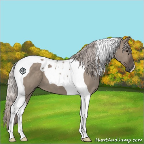 Horse Color:Silver Grullo Tobiano
